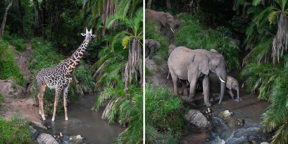 Will Burrard-Lucas Reveals the Secret Nightlife of the Maasai Mara