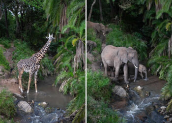 Will Burrard-Lucas Reveals the Secret Nightlife of the Maasai Mara
