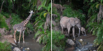 Will Burrard-Lucas Reveals the Secret Nightlife of the Maasai Mara