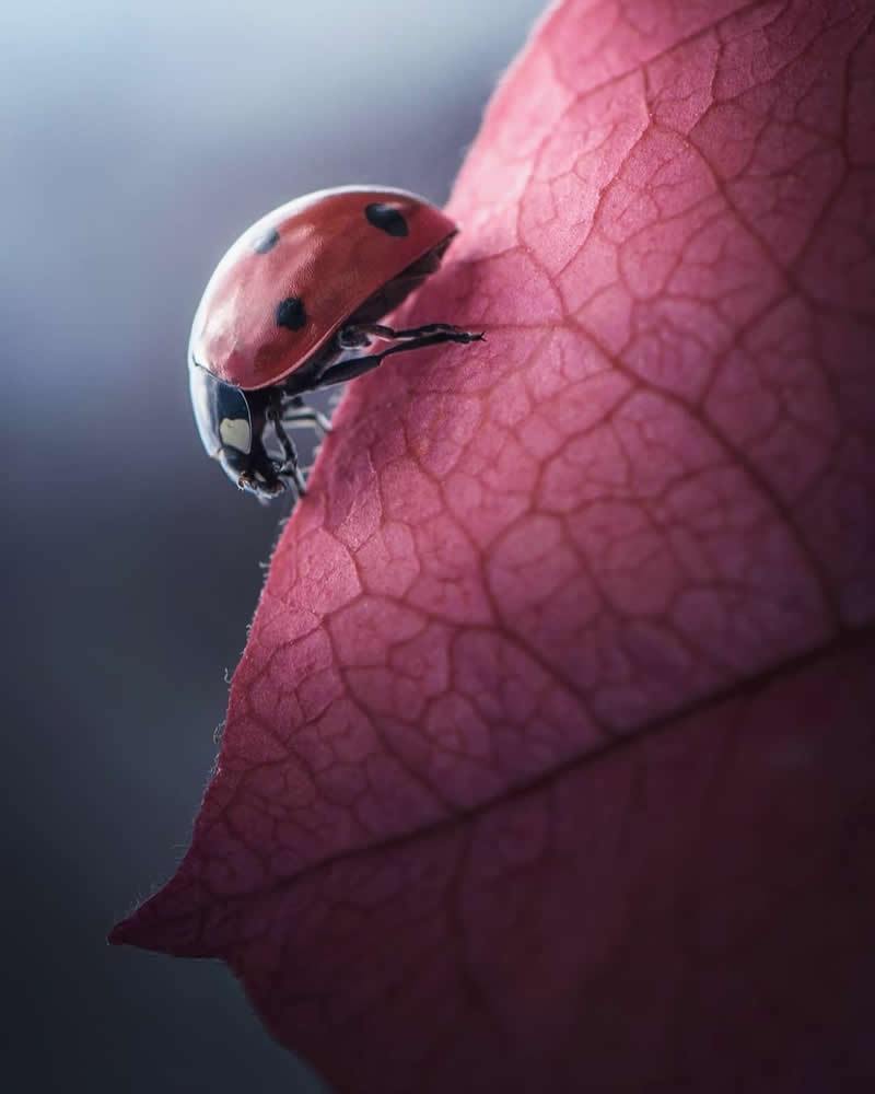 Close-up macro photo of a red ladybug with black spots climbing along the edge of a textured crimson leaf against a soft blurred background.