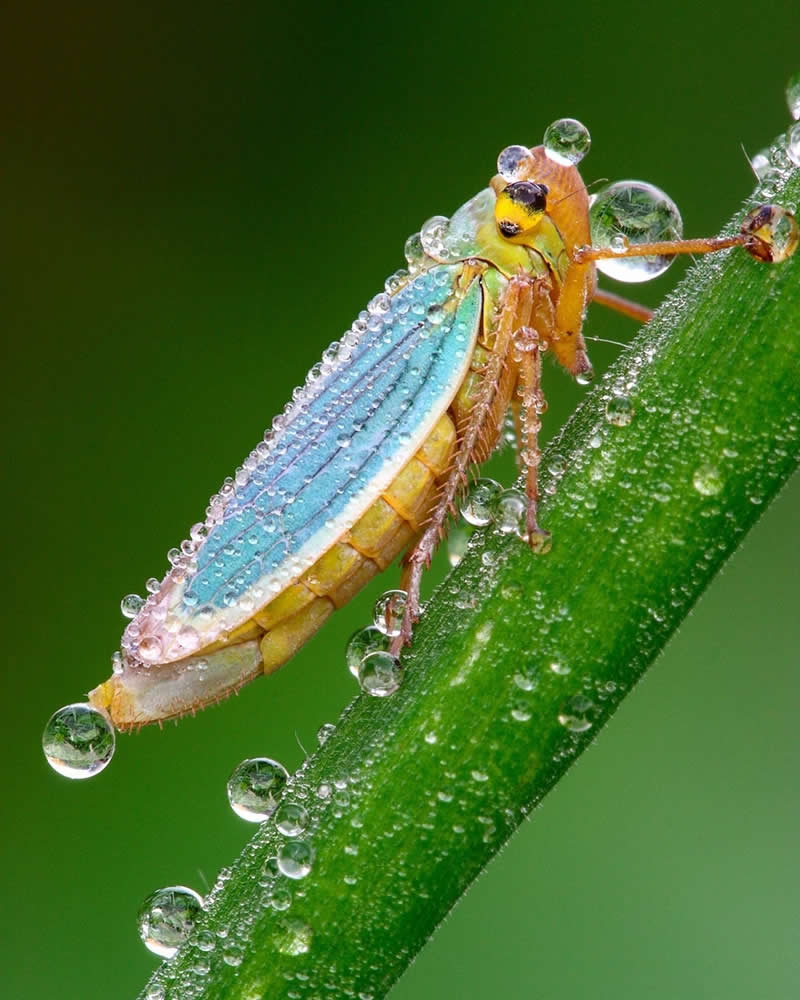 Macro close-up of a colorful leafhopper perched on a green stem, covered in sparkling dew droplets against a smooth green background.