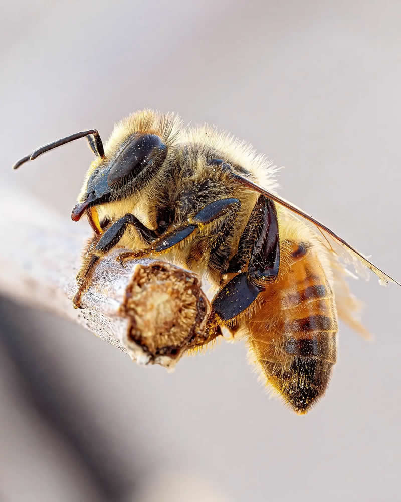 Extreme macro photo of a honeybee perched on the tip of a dry twig, showing fine body hairs, translucent wings, and striped abdomen against a soft neutral background.