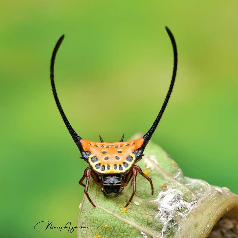 Macro close-up of a colorful thorn bug perched on a green leaf, featuring long curved black horns, orange markings, and a blurred green background.