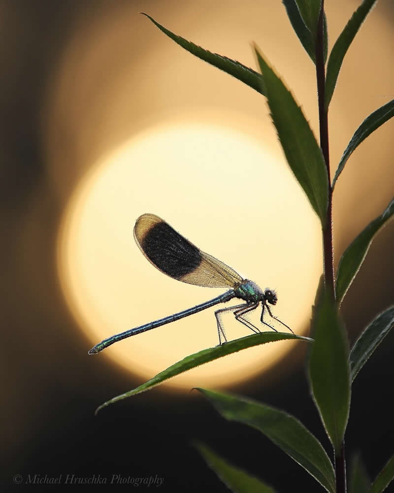 Artistic macro photo of a damselfly perched on a leaf in silhouette, framed against a glowing circular sunset with soft dark background tones.