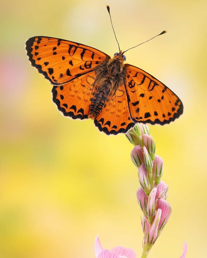 Macro close-up of a vibrant orange butterfly with black markings perched on a pink flower stem against a soft yellow blurred background.
