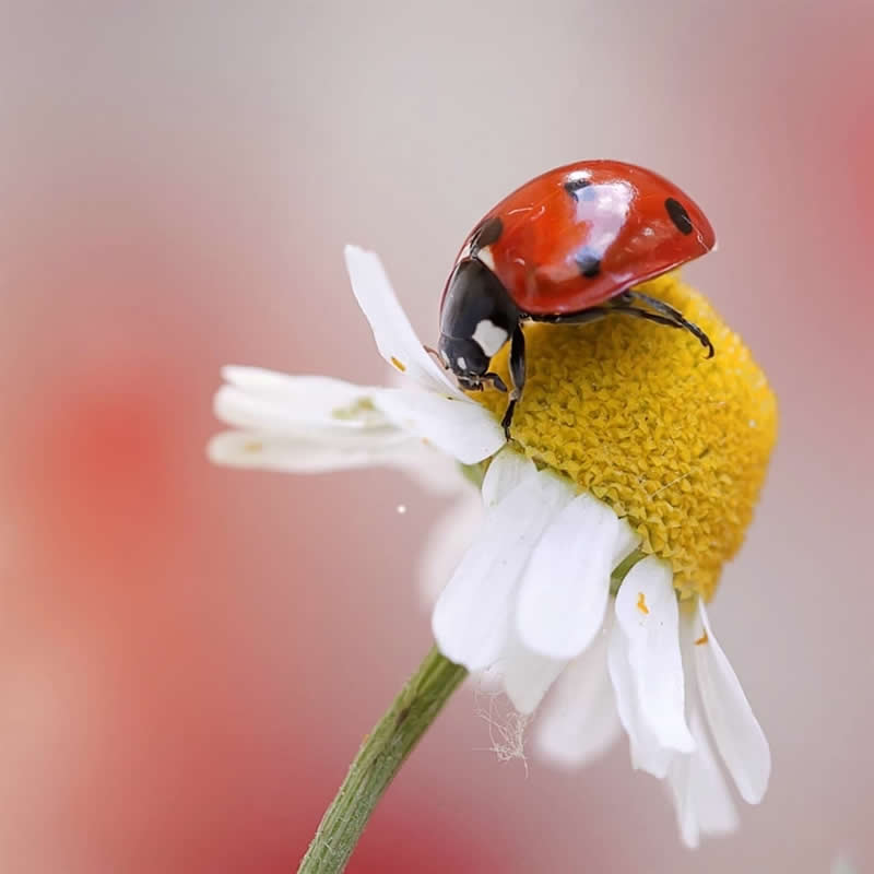 Macro close-up of a red ladybug with black spots resting on the yellow center of a white daisy against a soft pink blurred background.