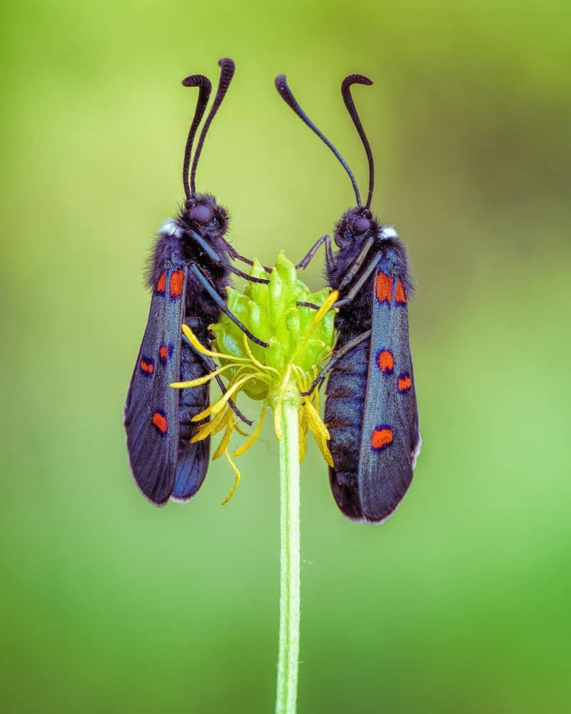 Macro close-up of two black moths with red spots facing each other on a green flower bud, set against a smooth blurred green background.