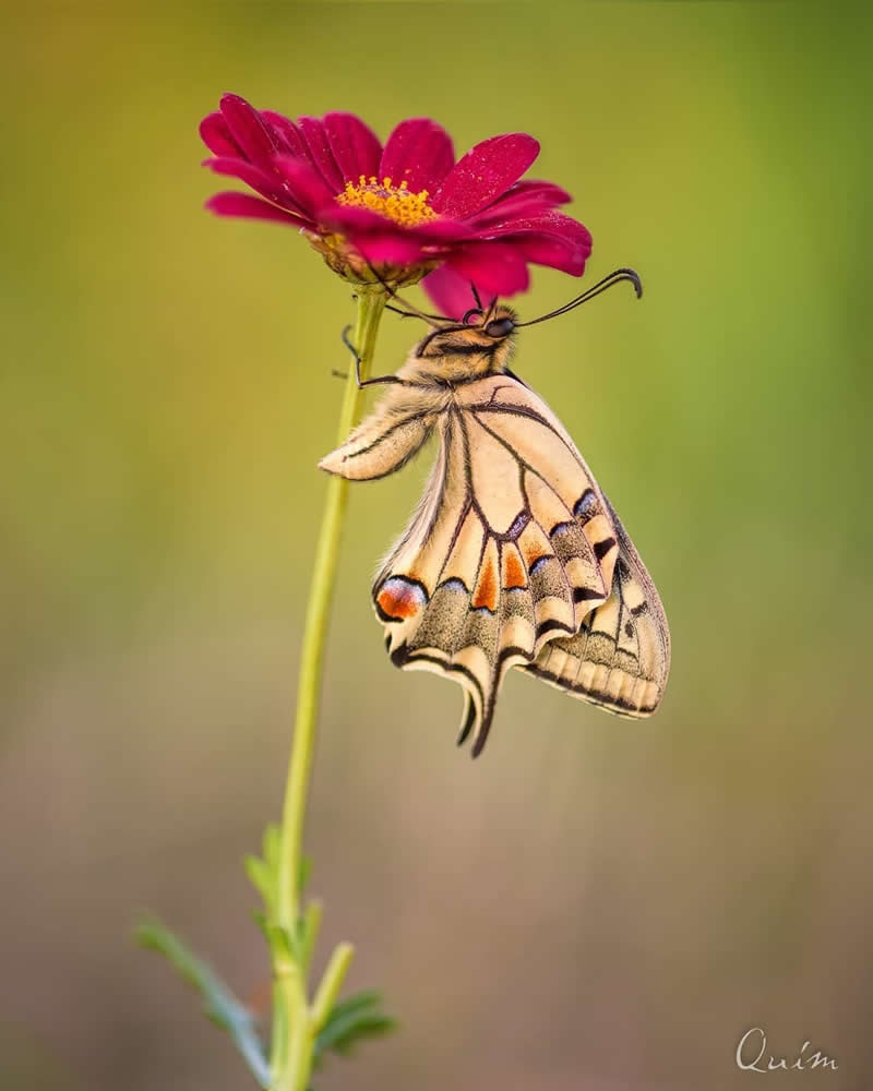 Macro photo of a swallowtail butterfly hanging upside down beneath a vivid pink flower, showing delicate patterned wings against a soft green background.