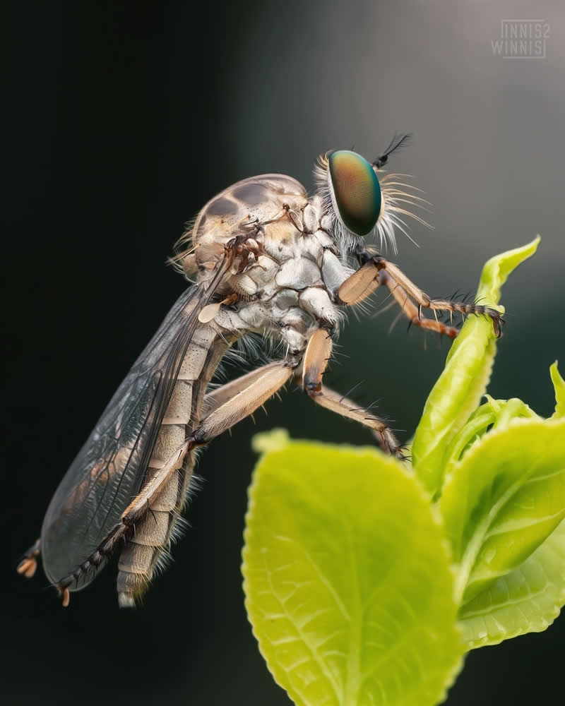 Extreme macro photo of a robber fly perched on bright green leaves, showing iridescent green eyes, fine body hairs, and translucent wings against a dark blurred background.