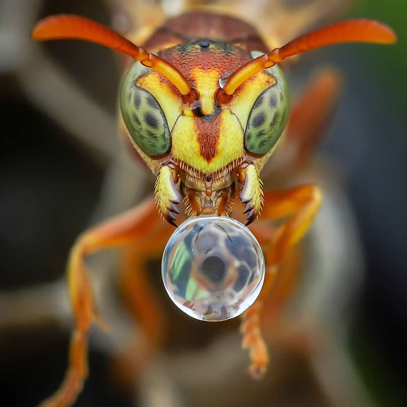 Extreme macro close-up of a wasp facing the camera, showing detailed green eyes, orange antennae, sharp mandibles, and a clear water droplet beneath its mouth.