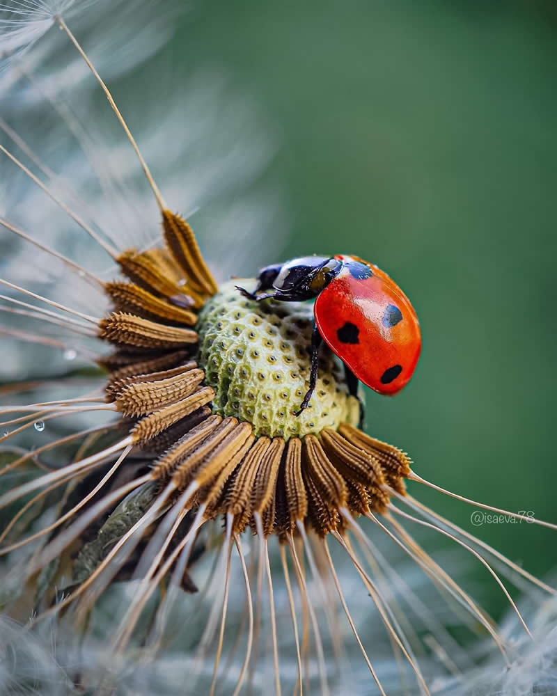 Macro close-up of a red ladybug with black spots perched on the textured seed head of a dried flower, with soft green blurred background.