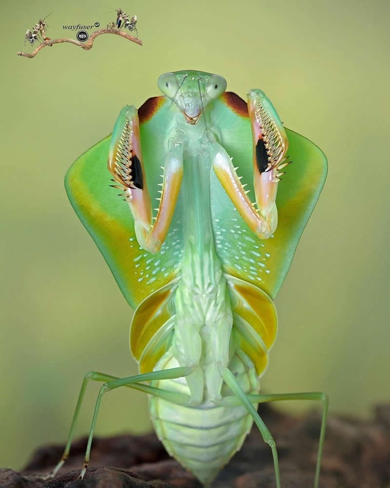 Extreme macro front-view photo of a green praying mantis standing upright, displaying folded spiked forelegs and intricate body details against a soft green background.