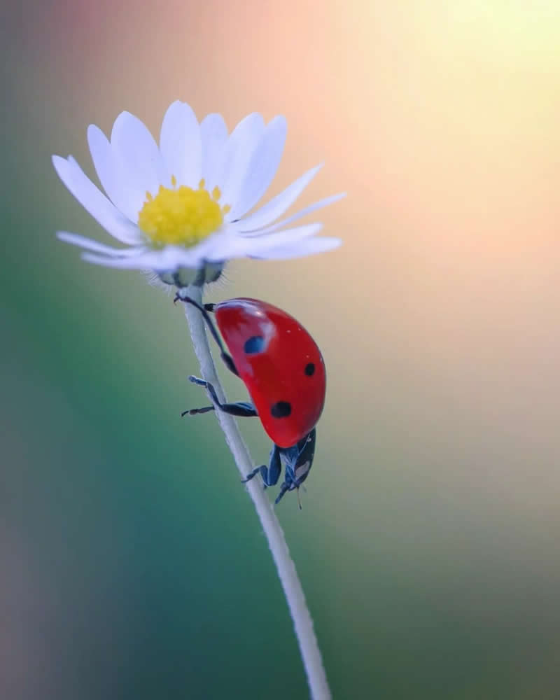 Soft macro photo of a red ladybug climbing the stem of a white daisy with yellow center, set against a dreamy pastel blurred background.
