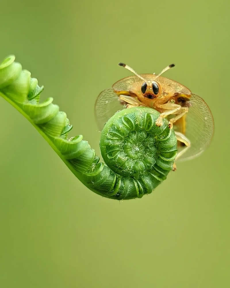 Macro close-up of a small golden beetle resting on the curled tip of a bright green fern frond, with a soft green blurred background.