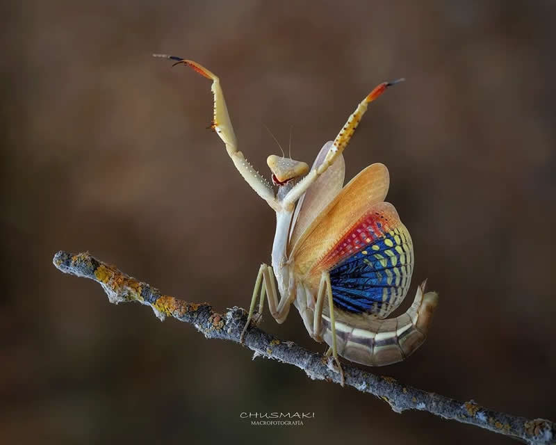 Striking macro photo of a colorful praying mantis perched on a twig with forelegs raised, displaying vivid blue, red, and yellow wing patterns against a dark blurred background.