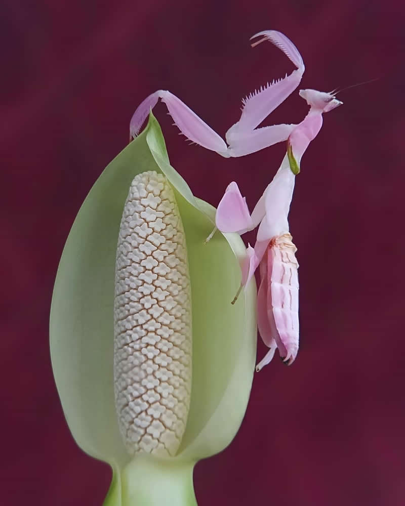 Elegant macro photo of a pink orchid mantis clinging to a pale flower bud, blending with petals against a rich magenta blurred background.