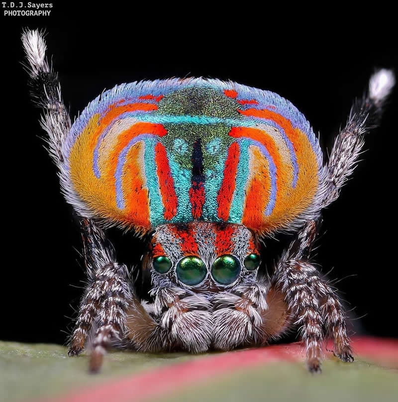 Extreme macro close-up of a colorful peacock spider displaying vivid blue, orange, and red markings with bright green eyes against a black background.