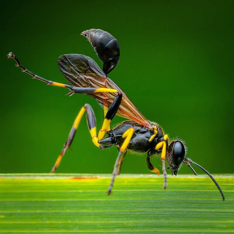 Macro close-up of a slender black and yellow wasp standing on a green blade of grass, showing raised abdomen, transparent wings, and sharp body details against a soft green background.