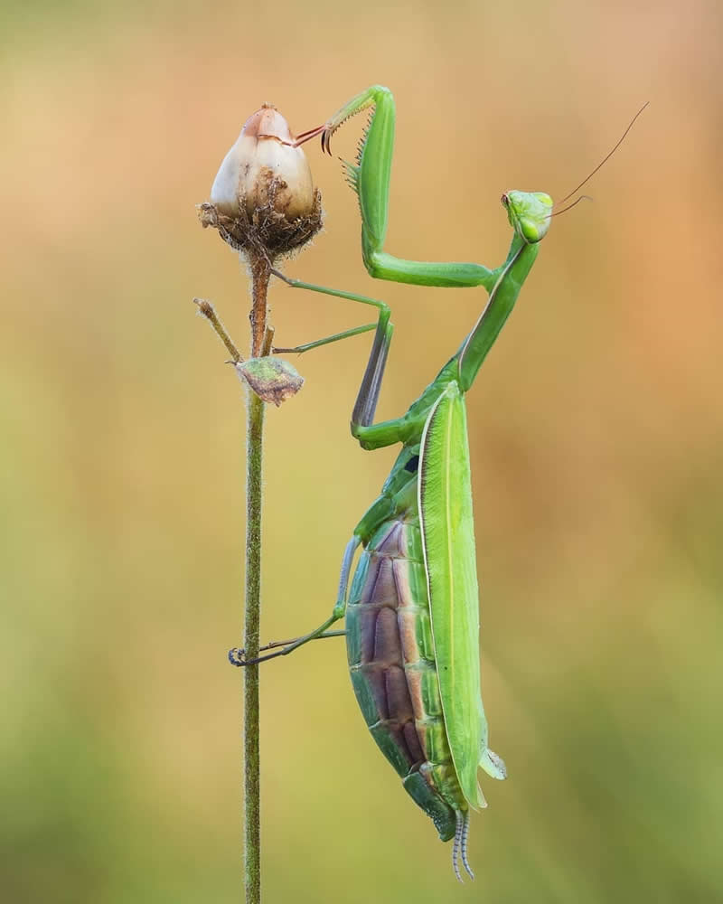 A detailed macro photograph of a vibrant green praying mantis clinging vertically to a thin, dry plant stem.