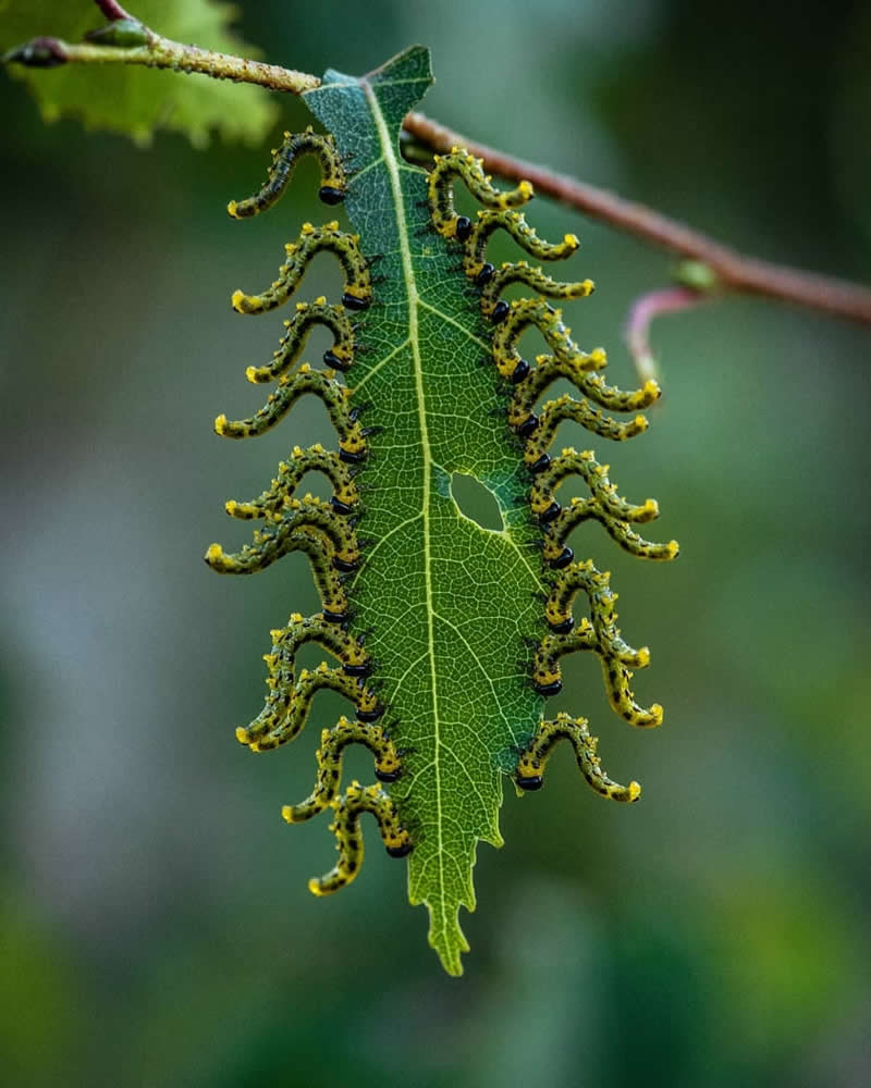 The symmetry in this shot is incredible. It looks like a living pattern, almost as if the leaf has grown its own ornate border.