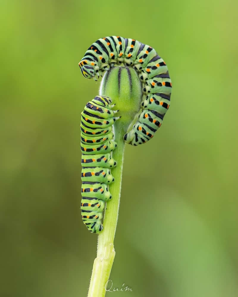 Macro close-up of two green striped caterpillars with orange spots curled around a flower bud on a slender stem against a soft green blurred background.