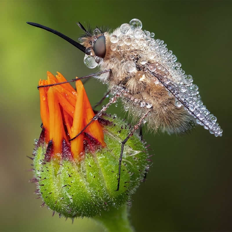 Macro close-up of a fuzzy bee fly covered in sparkling dew droplets while perched on an orange flower bud against a soft green blurred background.