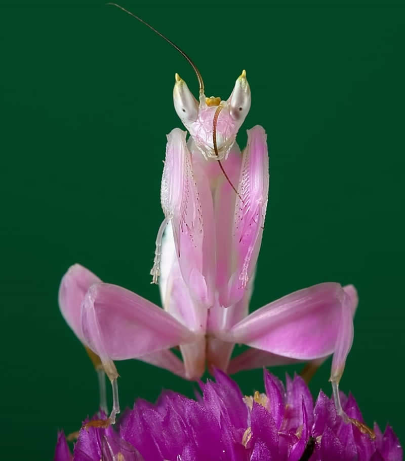 Macro front-view photo of a pink orchid mantis standing on vivid purple flowers, showing delicate body details against a smooth dark green background.