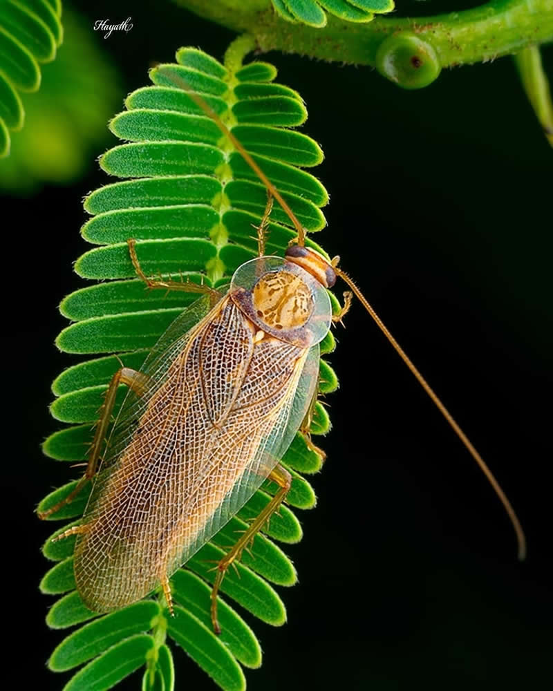 Macro close-up of a delicate brown cockroach with transparent lace-like wings resting on a bright green fern leaf against a dark background.