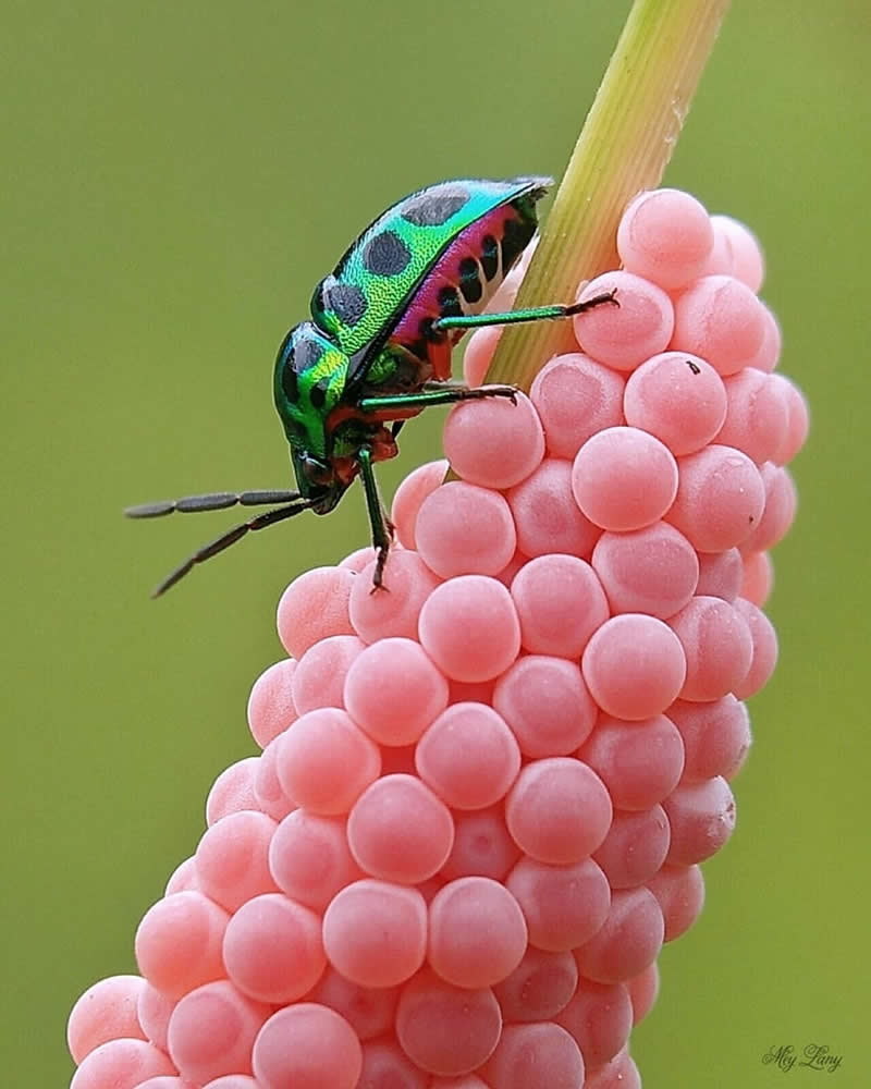 Macro close-up of an iridescent green and purple beetle climbing a cluster of round pink eggs on a plant stem against a soft green background.