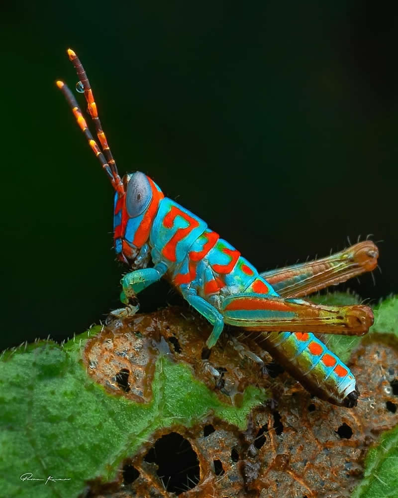 Macro close-up of a brightly colored blue and red grasshopper perched on a textured leaf, set against a dark green blurred background.