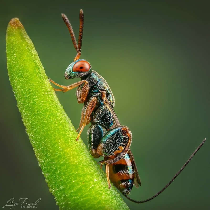 Macro close-up of an iridescent parasitic wasp with bright red eyes climbing a green plant stem against a soft green blurred background.
