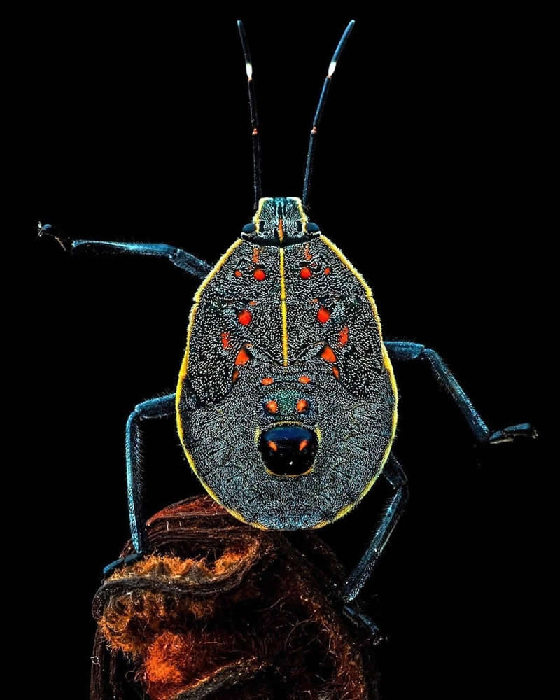 Macro front-view photo of a dark shield bug with bright red spots and yellow outlines perched on a twig against a deep black background.