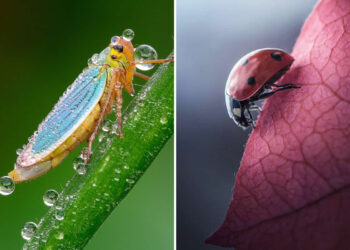 The Art of Macro Photography