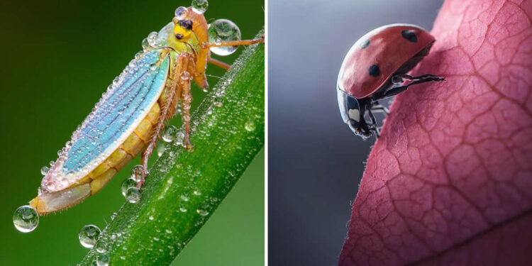 Insect Rearing Photography The Art of Macro Photography: 33 Insect Photos That Teach You to Shoot ...