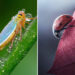 The Art of Macro Photography