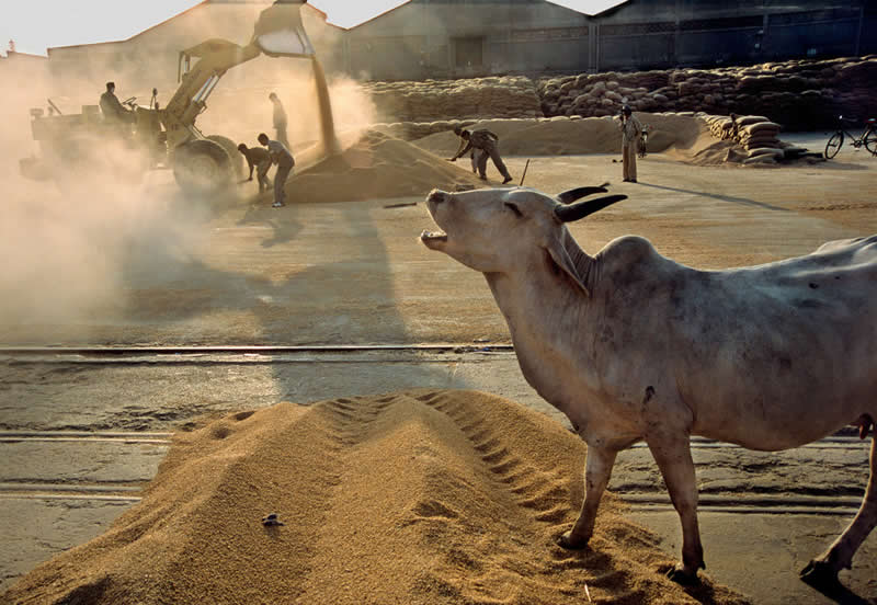 Indian Master Photographer Raghu Rai