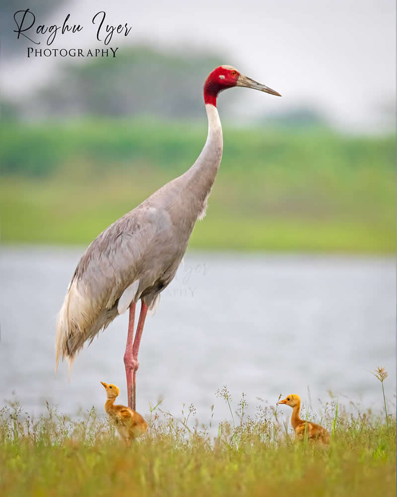 Mastering Bird Photography Teach You to Shoot Like a Pro