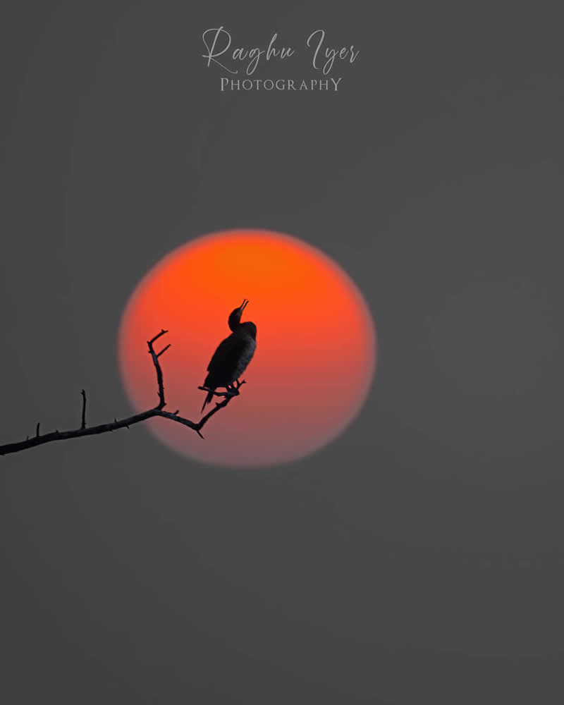 Mastering Bird Photography Teach You to Shoot Like a Pro