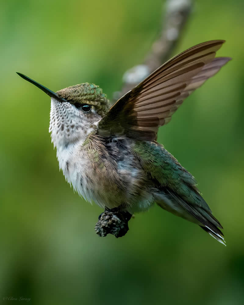 Mastering Bird Photography Teach You to Shoot Like a Pro
