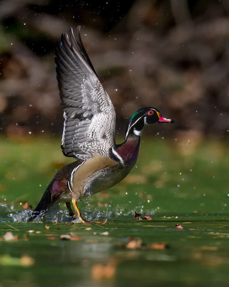 Mastering Bird Photography Teach You to Shoot Like a Pro