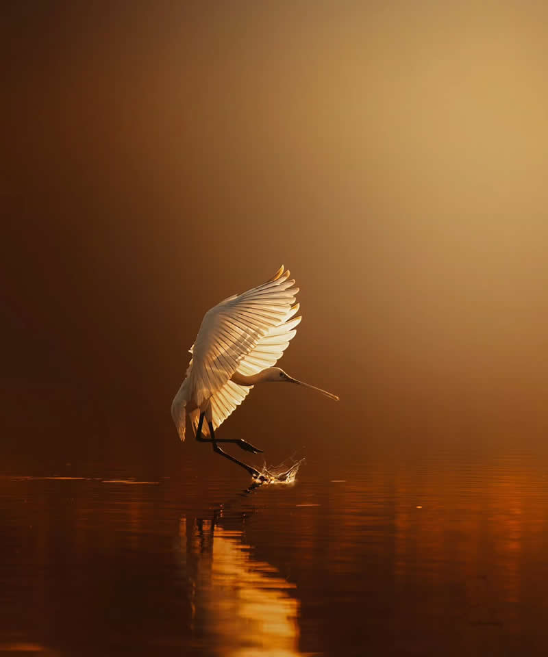 Mastering Bird Photography Teach You to Shoot Like a Pro