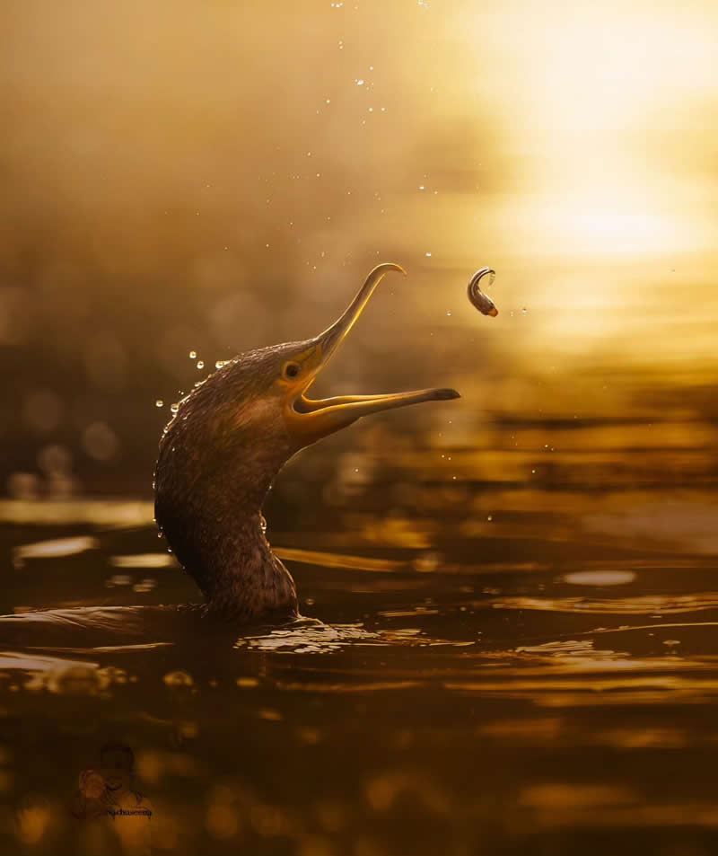 Mastering Bird Photography Teach You to Shoot Like a Pro