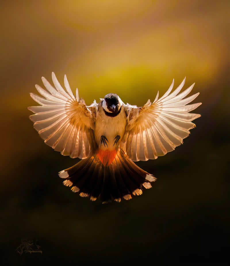 Mastering Bird Photography Teach You to Shoot Like a Pro