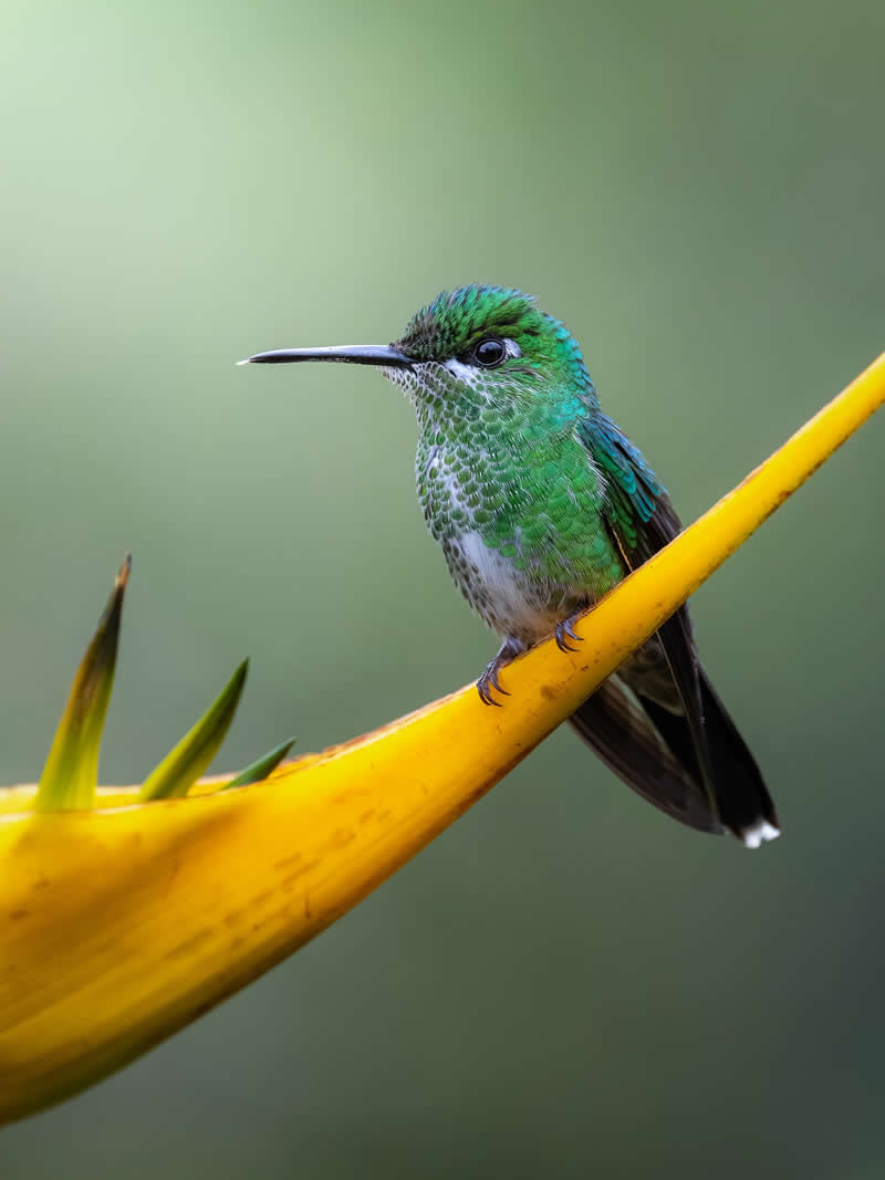 Mastering Bird Photography Teach You to Shoot Like a Pro