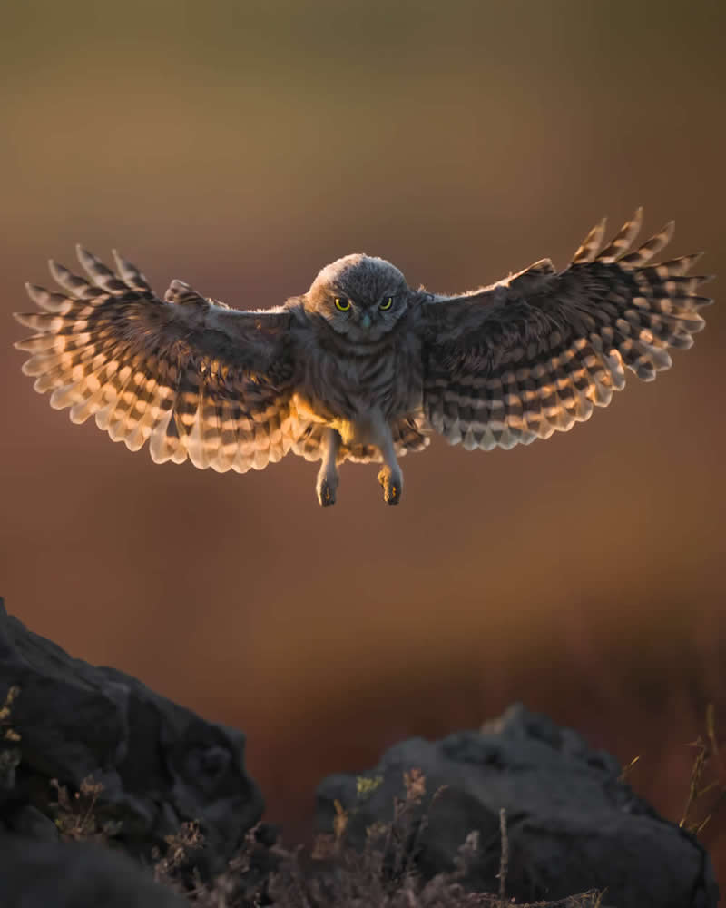 Mastering Bird Photography Teach You to Shoot Like a Pro
