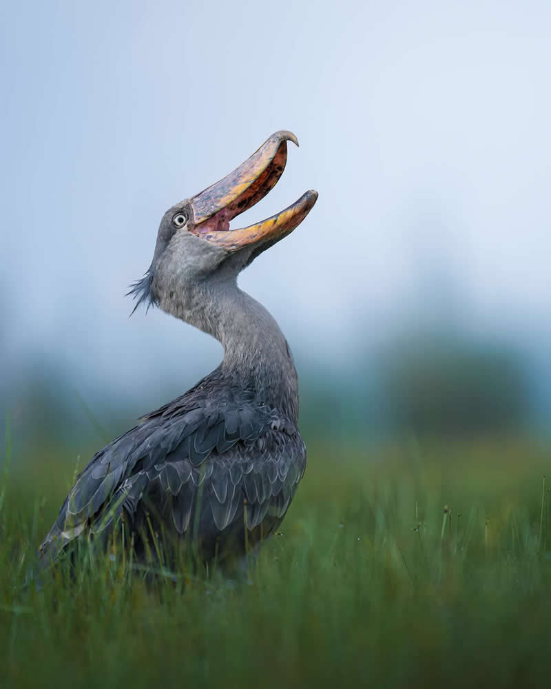 Mastering Bird Photography Teach You to Shoot Like a Pro