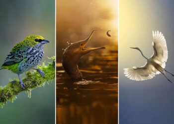 Mastering Bird Photography Teach You to Shoot Like a Pro