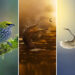 Mastering Bird Photography Teach You to Shoot Like a Pro