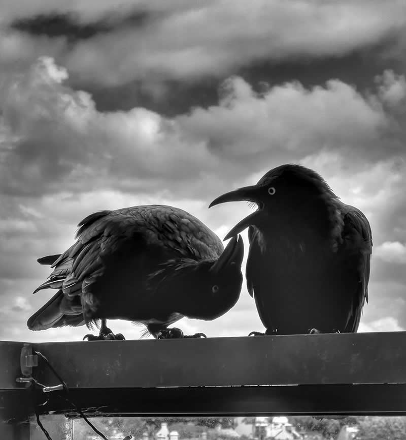 Wugie & Waa by Sarah Barker - Mobile Photography Awards Black and White Winners
