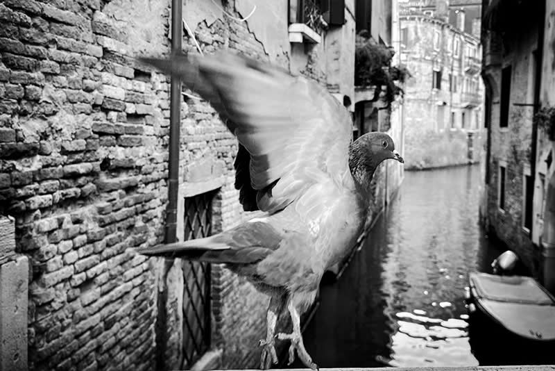 Dancing Pigeon by Heather McAlister - Mobile Photography Awards Black and White Winners